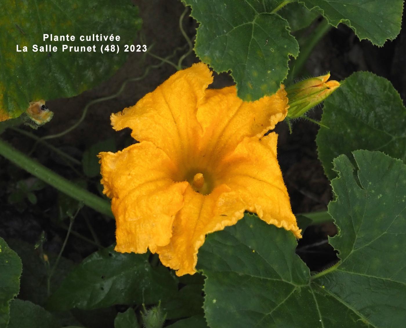 Pumpkin flower
